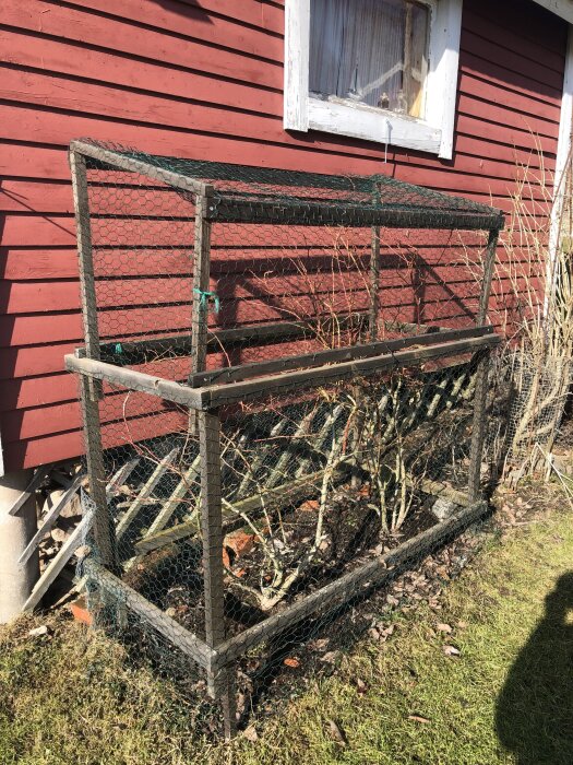 Provisoriskt skydd av trä och hönsnät runt blåbärsbuskar framför ett rött trähus, i behov av större och snyggare lösning.