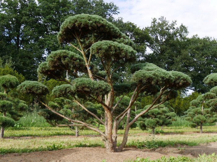 En välformad Pinus sylvestris Watererii med tät grön grenstruktur, omgiven av andra träd i bakgrunden.