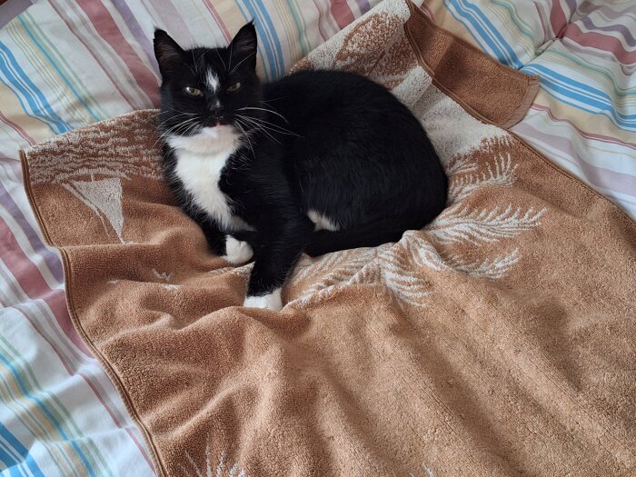 Svartvit katt vilar på brun handduk, liggande på en bädd med randigt överkast.