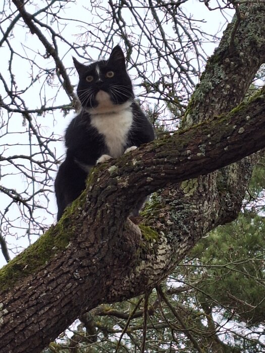 Svartvit katt sitter på en trädgren och spanar omkring sig. Trädet är fyllt med mossa och omgivningen är skogig och grön.