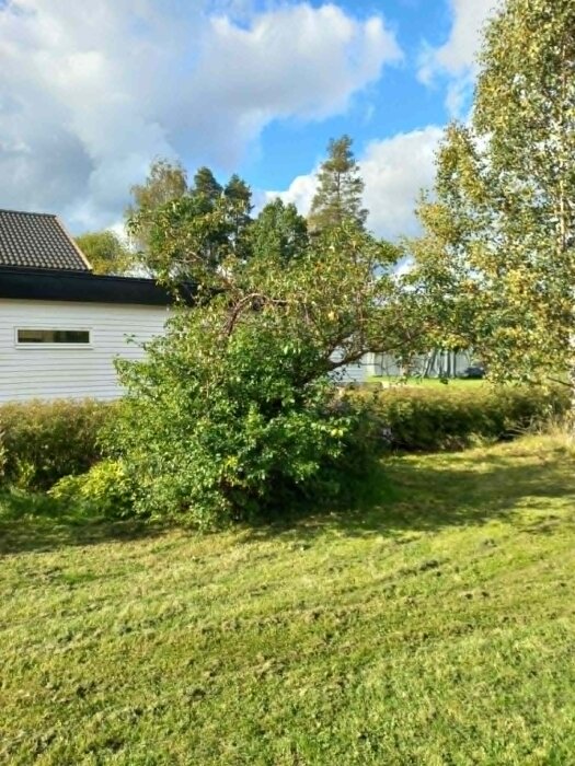 Plommonträd med tätt nedre lövverk och grenar, liknande en stor buske, framför ett vitt hus i trädgårdsmiljö.