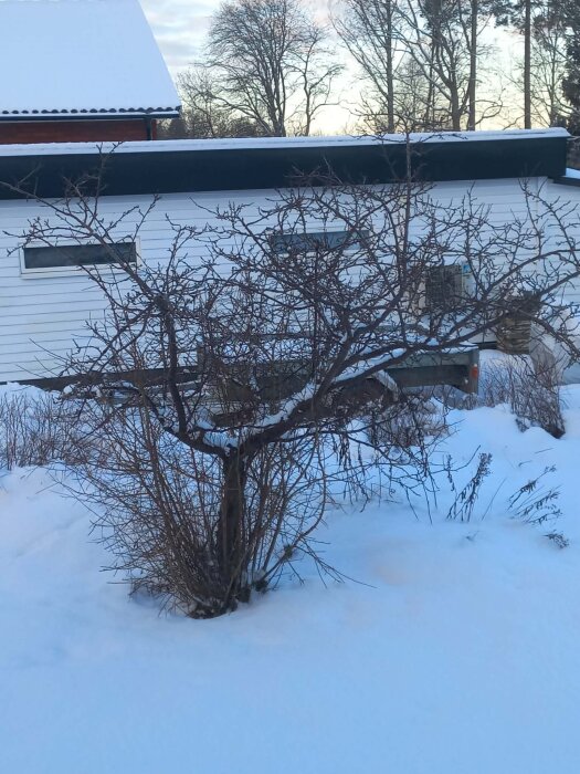 Ett plommonträd i snöig trädgård, med många nya grenar växande från basen som gör att det liknar en buske. Hus och träd syns i bakgrunden.