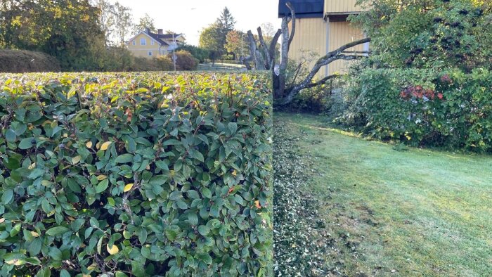 Beskuren buskhäck i trädgård, bredvid ett gult hus och ett träd. Grön gräsmatta och ett annat träd i bakgrunden.