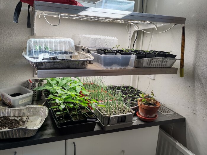 Förodling station med paprika, lök, tomat, kronärtskocka, rotselleri och purjo i krukor under växtlampa, kallsådd kål utomhus.