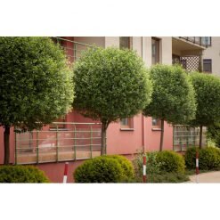 Klotformade Robinia-träd planterade med jämnt mellanrum framför ett staket, skapar en effekt av en häck mot en byggnad.