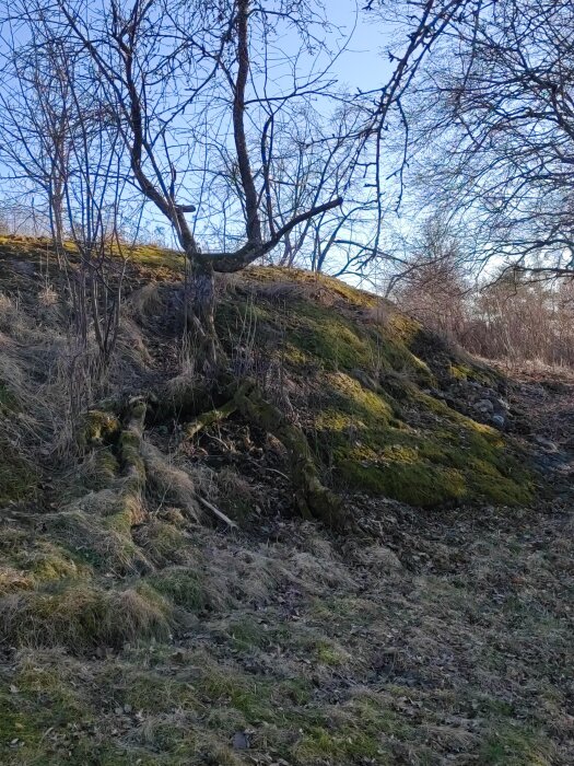 En brant, mossig sluttning med ett träd och torra löv visar utmanande terräng med svår bedömning av lutning vid framtida bygge.