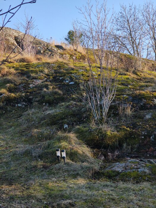 Brant gräsbevuxen sluttning med några buskar och små träd, belyst av solljus; terrängen verkar svår att klättra.