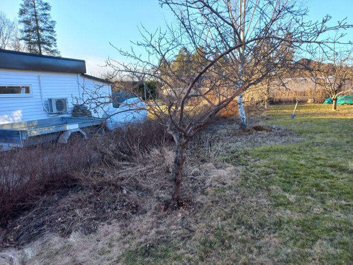 En trädgård med träd och buskar, ett hus till vänster och en gräsmatta. Kanske en beskuren häck.