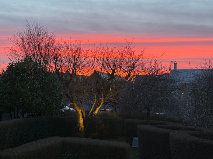 Trädgård med träd och buskar i förgrunden, en byggnad och en intensiva solnedgång med orange och rosa himmel i bakgrunden.