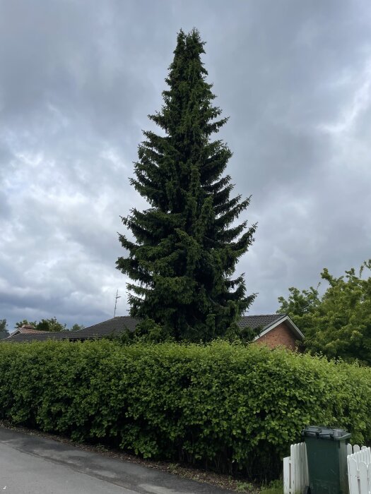 Grön häck med en hög grön gran bakom och ett hus med tegelvägg under molnig himmel.