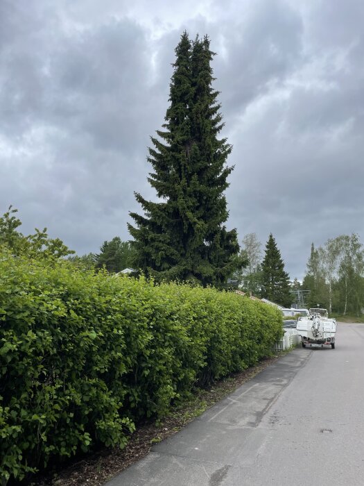 Lång, tät häck längs en asfalterad väg med hög gran i bakgrunden under molnig himmel.