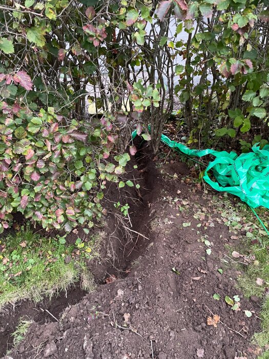 Dike grävt i marken bredvid en häck med gröna och fläckvis röda blad, grönt plastband ligger slängt i närheten.