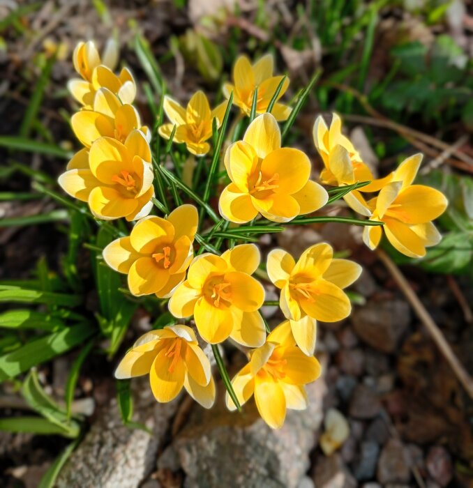 Gula krokusar blommar i en trädgård med grus och grönska i bakgrunden.