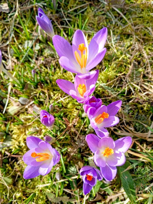 Lila krokusblommor med gula pistiller i närbild växer på en grön och mossig mark.