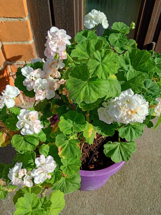 Pelargoner i en lila kruka står ute i solen mot en vägg, med frodigt gröna blad och vita blommor.