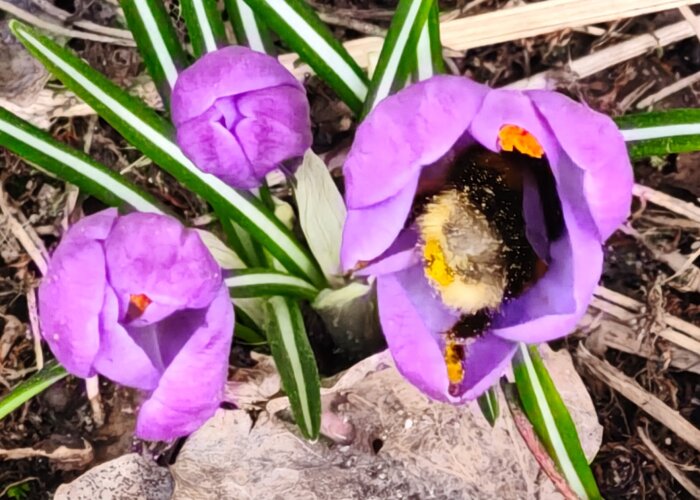 Närbild på en humla i en lila krokusblomma i en trädgårdsmiljö.