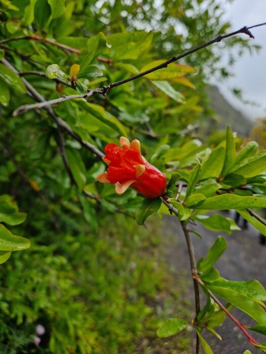 Röd knopp på granatäppleträd med gröna blad i bakgrunden. Trädgrenen sträcker sig snett över bilden med en oskarp stig bakom.