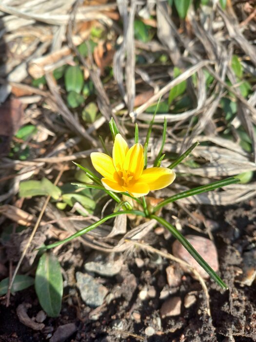 Gul krokus som blommar på marken omgiven av vissna löv och grus, första krokusen enligt inlägget.
