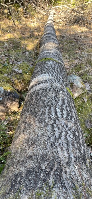 Nedfällt träd på marken i skogsmiljö.
