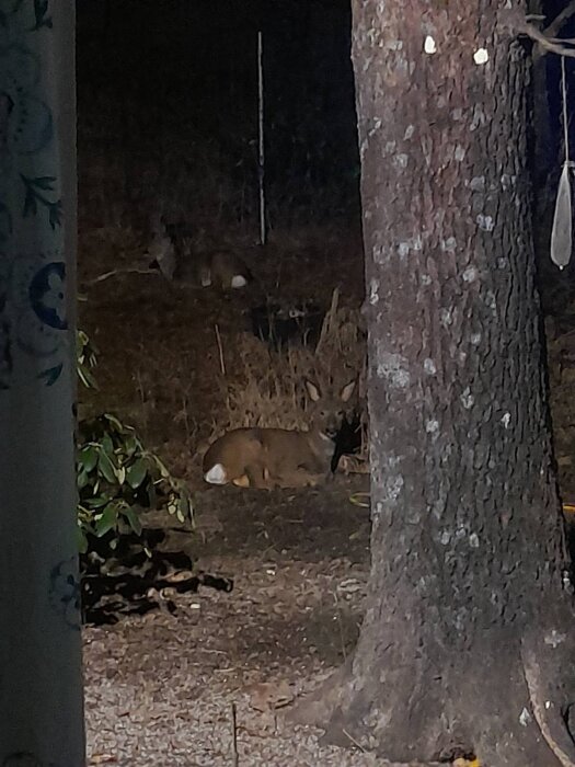 Rådjur ligger på marken vid sidan av ett träd under natten.