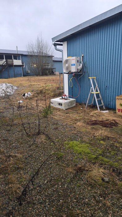 Blå byggnad med monterad luftvärmepump, vit stege bredvid. Grusig mark med mossa i förgrunden och en liten hund längre bort.