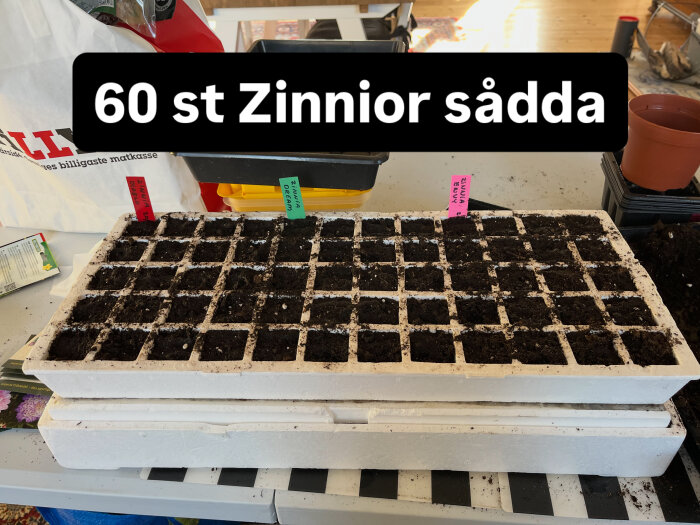 Brickor med jordfyllda celler redo för odling, märkta för 60 zinniaplantor. Färgglada etiketter identifierar olika zinniasorter.