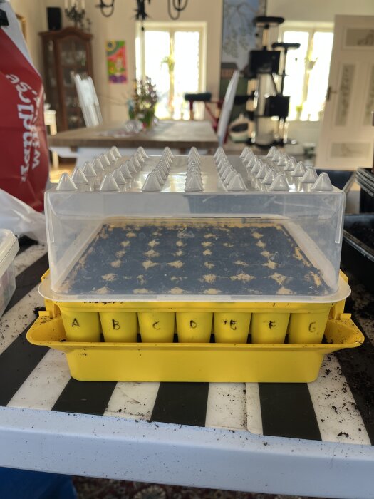 Gul plugbox med transparent lock på bord, fylld med jord och plantor som spirar.