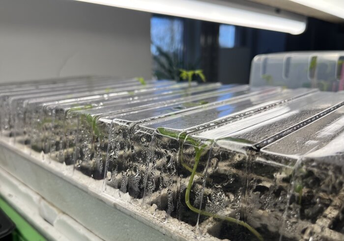 Pluggboxar med små plantor i ett växthus, täckta av plast, med kondens och några gröna skott som syns genom locket.