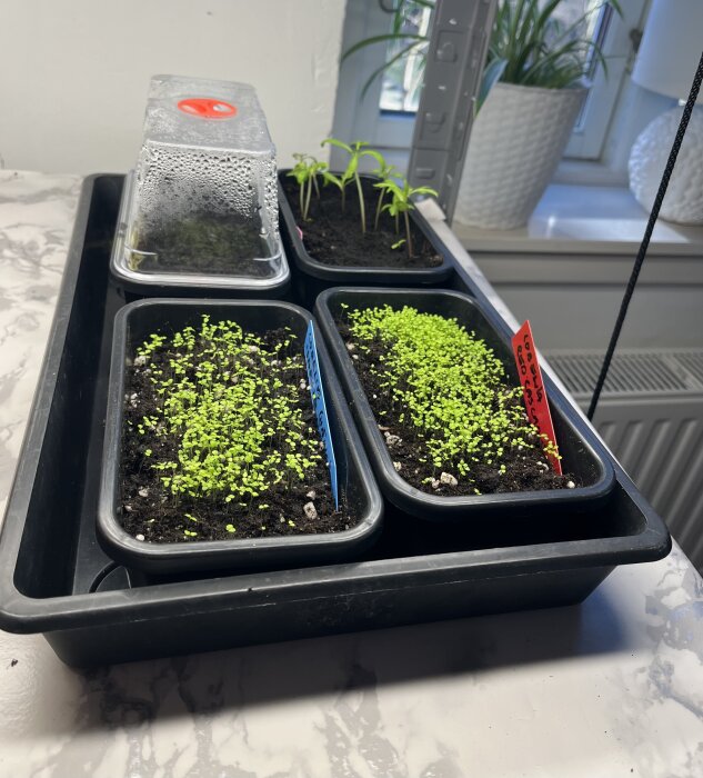Små frön av lobelia och andra blommor gror i plastbehållare på en bricka inomhus, med färgad märkning för olika sorter.