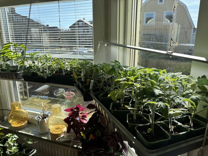 Tomatplantor och andra plantor i gröna krukor i ett solbelyst burspråk, med utsikt över ett trädgårdsområde utomhus.