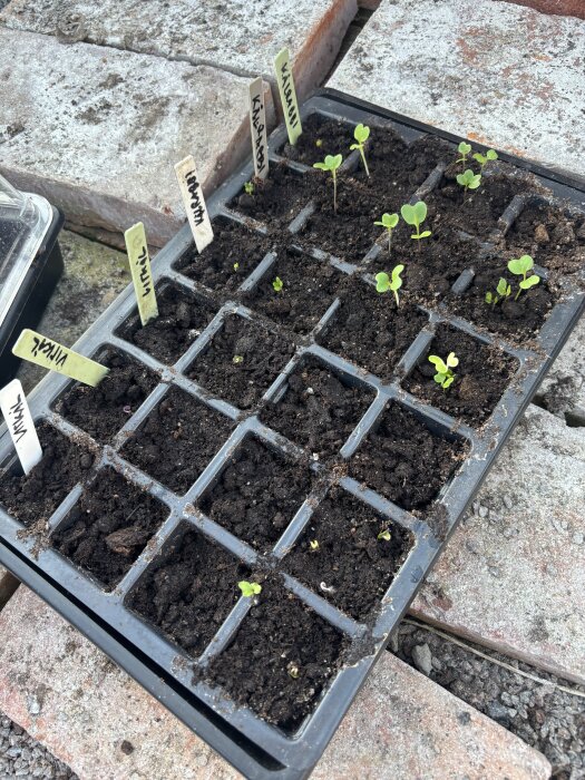 Fröplantor i små krukor med märkta stickor i en svart bricka på tegelstenar, flera gröna skott syns.