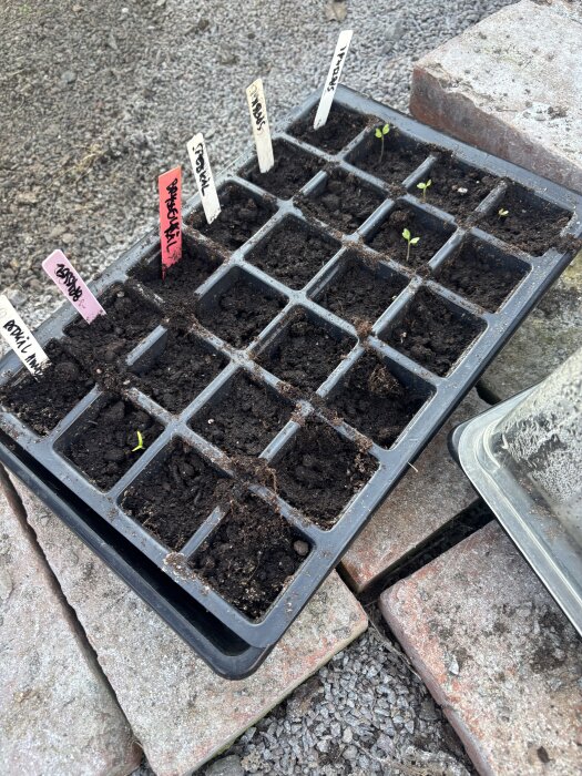 Pluggbrätte med jord och små plantor, märkta med namnskyltar, står på marken bredvid tegelstenar.