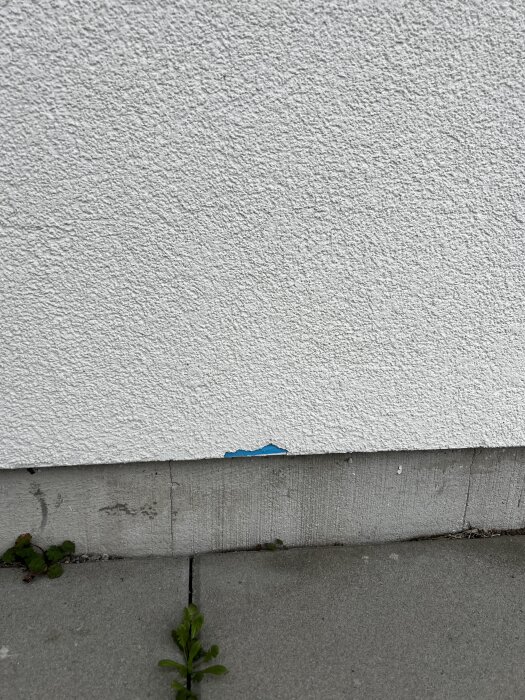 Sprucken fasad med blå färg under vit ytbeläggning, med några växter som växer längs väggen och ett betonggolv.