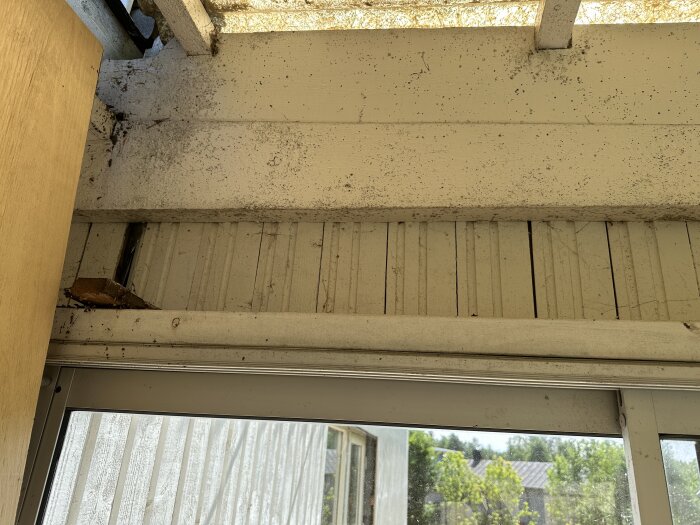 Inglasad altan med vita träväggar och takstolar, synliga svarta prickar som tyder på potentiellt svartmögel.