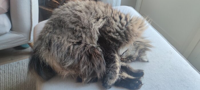 Långhårig katt sover ihopkurad på en soffa under dagen.