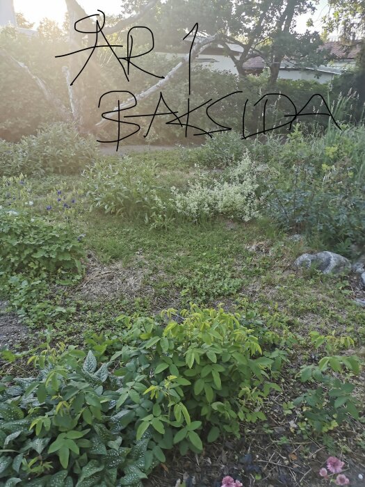 En trädgård med olika gröna växter och buskar, med texten "År 1 Baksida" skriven över bilden.