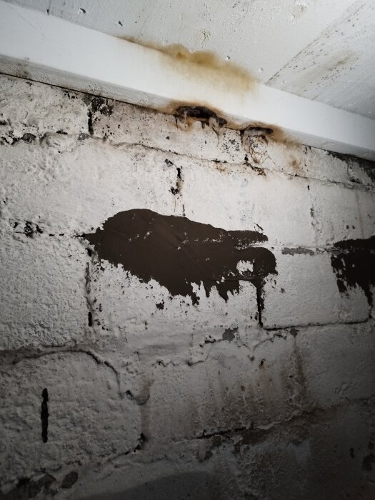 Mögelväxt på en träbjälke och yttervägg i matkällare, med fuktfläckar och potentiella tecken på äkta hussvamp i ett äldre hus.