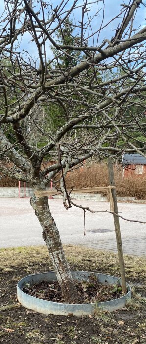 Lutat äppelträd stött av en pinne, omgiven av metallring i trädgårdsmiljö.