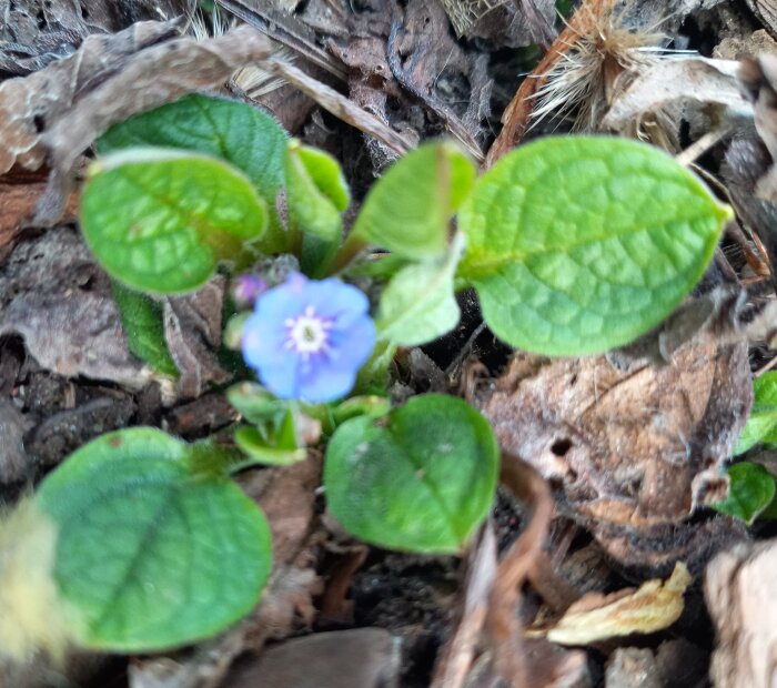Suddig bild av ett ormögat med ljusblå blomma och gröna blad bland fjolårslöv i en rabatt.