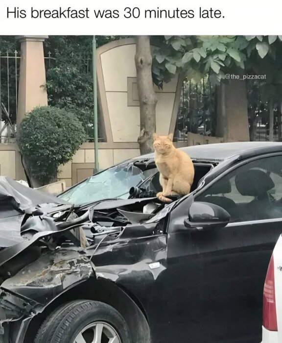 En katt sitter på en kraschad bils motorhuv med trasig huv och bucklor. Det är dagtid och bilen står parkerad vid en trottoar.