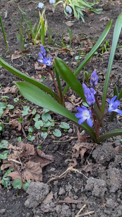 Blå blommor i en trädgård, troligen blåstjärnor, omgivna av gröna blad och jord.