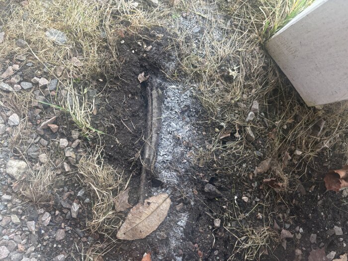 Bilden visar ett bergvärmerör som har kommit upp till ytan med frost och rim över marken omkring.