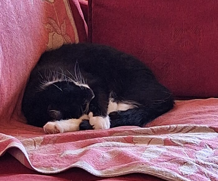 Svartvit katt vilar på en röd soffa, omgiven av rosa och mönstrade filtar.
