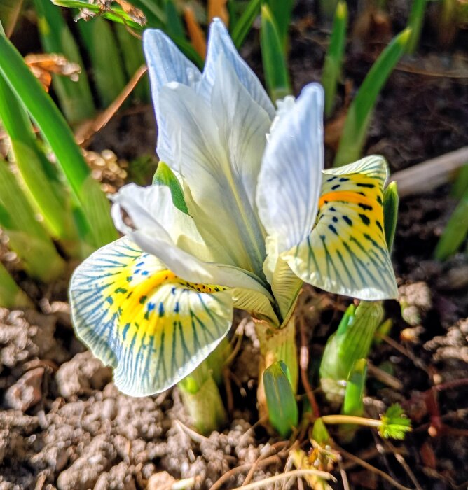 Vit och gul irisblomma i närbild, omgiven av gröna blad och jord.