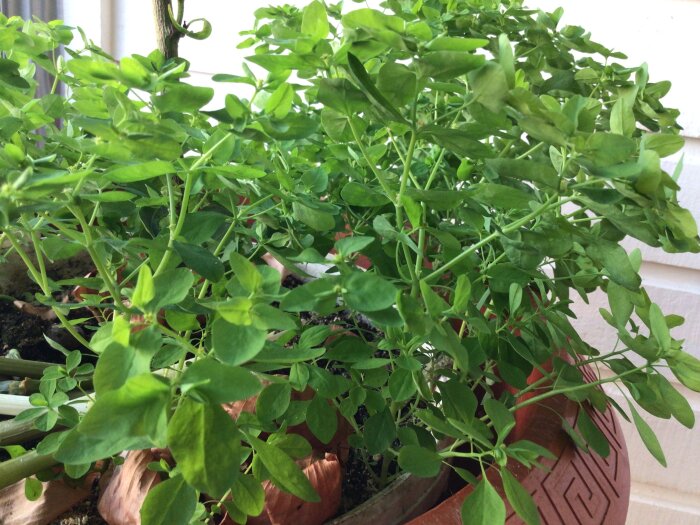 Grön planta i kruka, okänd växt som växte med chili i kolonilott, tätt med ljusgröna blad.