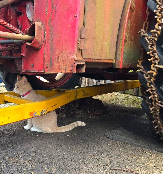 En ljusbrun katt med rosa halsband sitter under en stor röd maskin med kedjor på däcken, som står på grusmark.