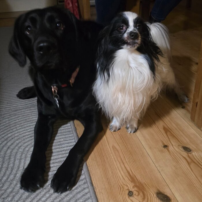 Svart hund ligger bredvid en lurvig vit och svart hund på trägolv inomhus.