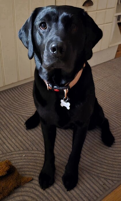 Svart labrador sitter inomhus på en matta, bär ett brunt halsband med bricka.