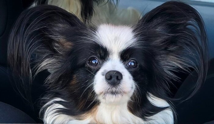 En svartvit långhårig hund med stora öron i närbild.