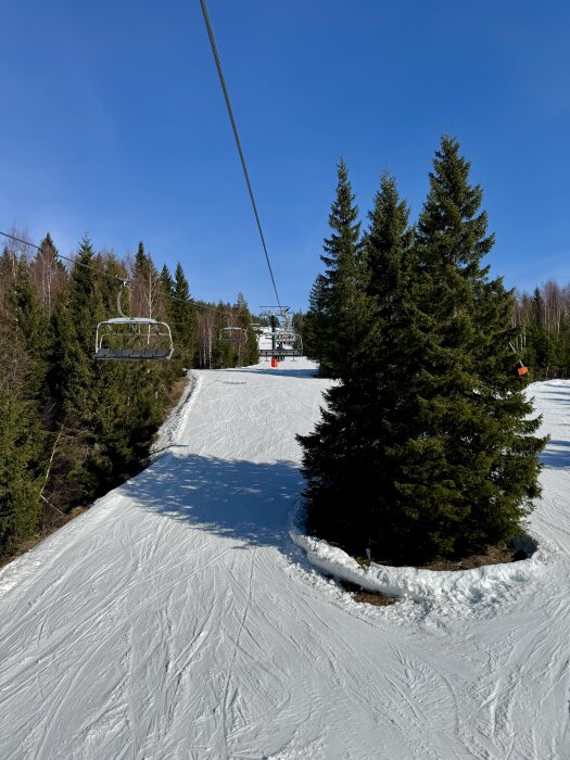Skidbacke med snö och en tom stollift, omgiven av höga granar under en klarblå himmel.
